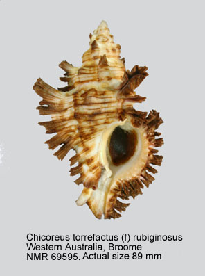 Chicoreus torrefactus (f) rubiginosus.jpg - Chicoreus torrefactus (f) rubiginosus(Reeve,1845)
